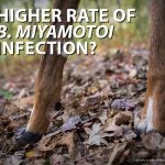 HIgher rate of B. Miyamotol Infection?