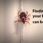 Image of an american dog tick with the caption "Finding ticks in your home or car can be freaky!"