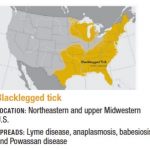 Blacklegged Tick Location: Northeastern and upper midwestern U.S. Spreads: Lyme disease, anaplasmosis, babesiosis, and Powassan disease.