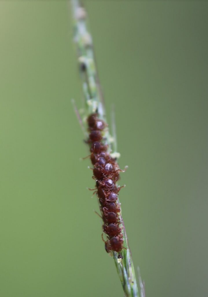 close up of many ticks on a blade of wheat