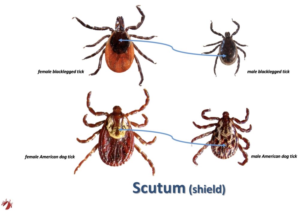 identification ticks