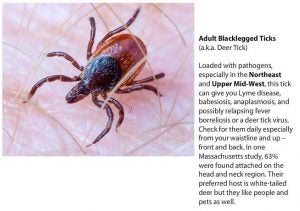 Adult Blacklegged Ticks (a.k.a Deer Tick) Loaded with pathogens, especially in the Northeast and Upper Mid-West, this tick can give you Lyme disease, babesiosis, anaplasmosis, and possibily relapsing fever borreliosis or a deer tick virus. Check for them daily especially from your waistline and up-front and back. In one Massachusetts study, 63% were found attached on the head and neck region. Their prefereed host is white tailed deer but they like people and pets as well.