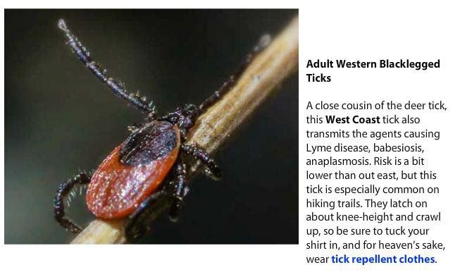 Adult Western Blacklegged Ticks- A close cousin of the deer tick, this West Coast tick also transmits the agents causing Lyme disease, babesiosis, anaplasmosis. Risk is a bit lower than our east, but this tick is especially common on hiking trails. They latch on about knee-height and crawl up, so be sure to tuck your shirt in, and for heaven's sake, wear tick repellent clothes.
