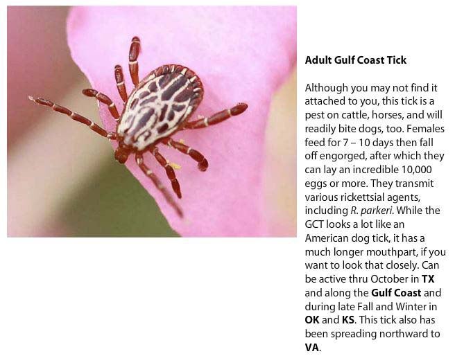 Adult Gulf Coast Tick- Although you may not find it attached to you, this tick is a pest on cattle, horses and will readily bite dogs too. Females feed for 7-10 days then fall off engorged, after which they can lay an incredible 10,000 eggs or more. They transmit various rickettsial agents, including R. parkeri. While the GCT looks a lot like an American dog tick, it has a much longer mouthpart, if you want to look at that closely. Can be active thru October in Texas and along the Gulf Coast and during late fall and winter in OK and KS. This tick also has been spreading northward to VA.