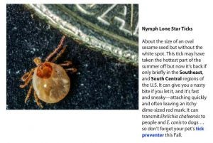 Nymph Lone Star Ticks- About the size of an oval sesame seed but without the white spot. This tick may have taken the hottest part of the summer off but now it's back if only briefly in the Southeast and South Central regions of the U.S. It can give you a nasty bite if you let it, and it's fast and sneaky-attaching quickly and often leaving an itchy dime-sized red mark. It can transmit Ehrlichia chafeensis to people and E. canis to dogs...so don't forget your pet's tick preventer this fall