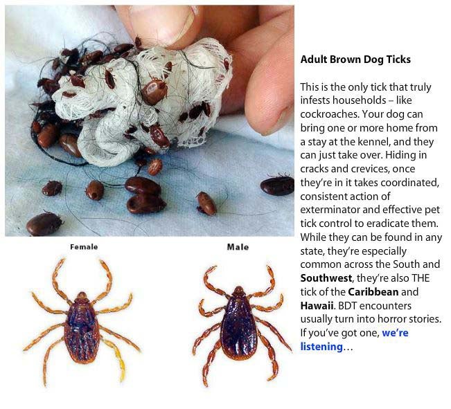 Adult Brown Dog Ticks. This is the only tick that truly infests households-like cockroaches. Your dog can bring one or more home from a stay at the kennel, and they can just take over. Hiding in cracks and crevices, once they're in it takes coordinated, consistent action of extermination and effective pet tick control to eradicate them. While they can be found in any state, they're especially common across the South and Southwest, they're also THE tick of the Caribbean and Hawaii. BDT encounters usually turn into horror stories if you've got one, we're listening...