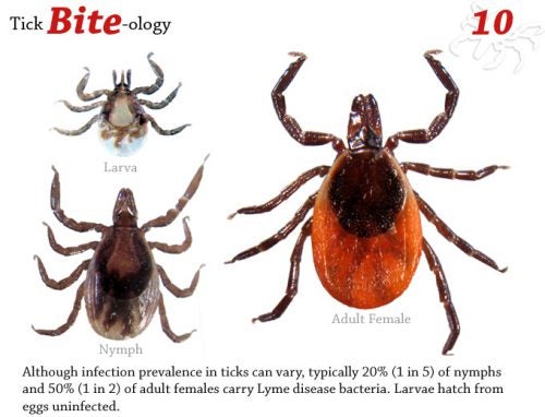 Tick Bite-ology – Tickencounter