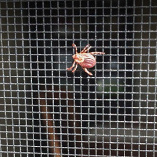 Ways Ticks Get Into Your House TickEncounter