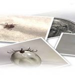 a panel of tick pictures submitted to TickSpotters