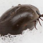Engorged tick in the snow