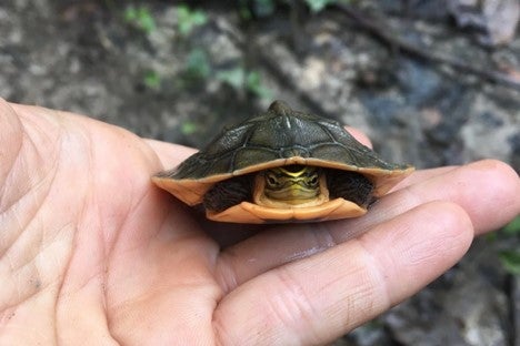 hand holding turtle