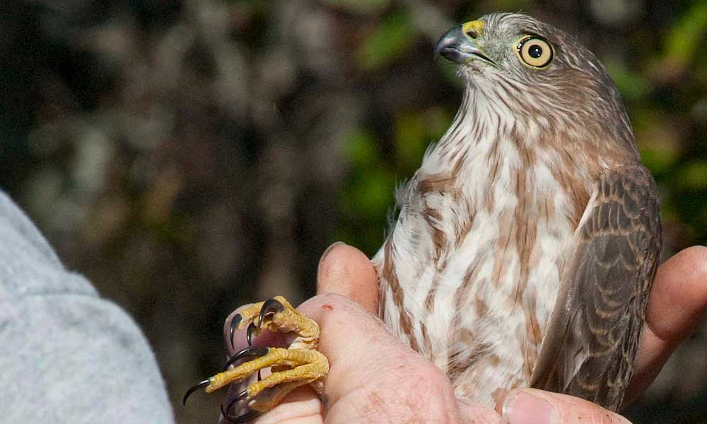 coastal and environmental fellows, endangered bird