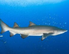 Migratory patterns of sand tiger sharks along the US East Coast