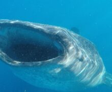 Movements and habitat use of whale sharks in the Gulf of Mexico and Caribbean