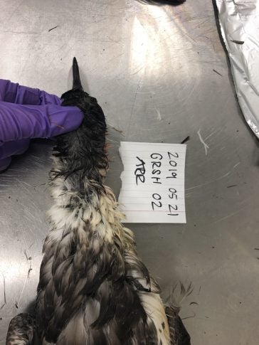 A shearwater being studied for PFAS in the lab