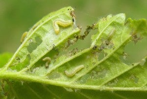 3 leaf with 2nd and 3rd instar caterpillars