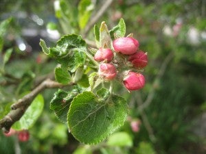 4 apple buds at pink, winter moth caterpillar inside
