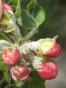 5 apple buds pulled apart to show winter moth inside