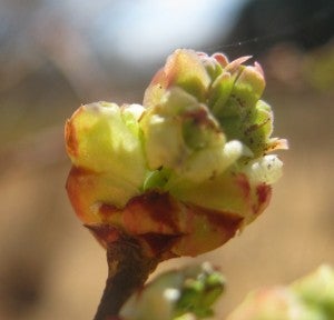 6 blueberry bud with winter moth caterpillars inside