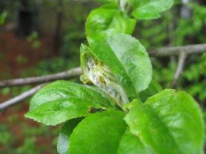 apple leaves with winter moth damage