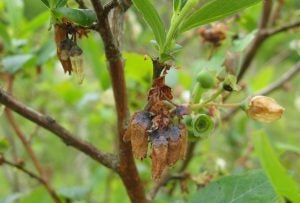 blueberry blossoms killed by gypsy moth caterpillar feeding on flower stems