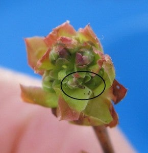blueberry bud peeled open see frass and wm