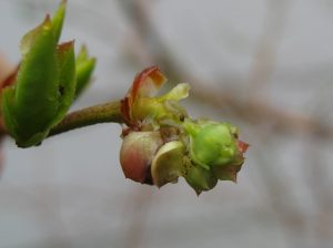 blueberry bud with caterpillar