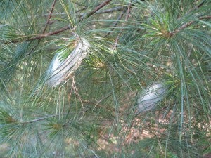 forest tent caterpillar cocoons white pine