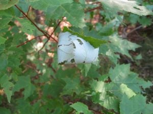 forest tent caterpillar pupa wrapped in leaf