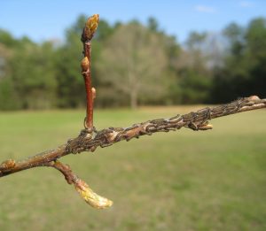 forest tent caterpillars covering oak twig