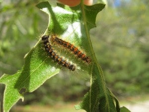 gypsy moth caterpillars 3rd or 4th instar