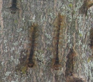 gypsy moth dead from Entomophaga