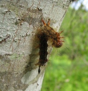 gypsy moth dead from NPV