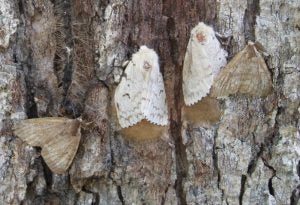 male and female gypsy moths 2016
