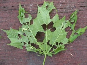 maple with large larvae