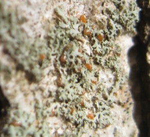 winter moth eggs in lichen 3.27.14