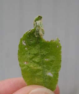 winter moth folded in apple leaf