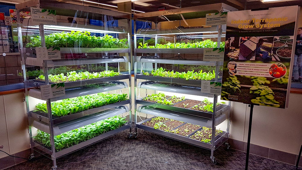 two terraponics racks in Buttefield in various stages of growth