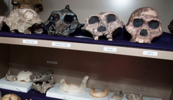 Skull fossils