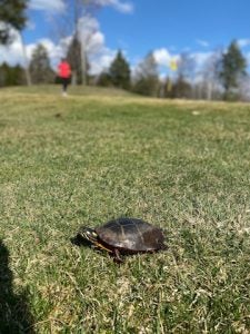 Golf Course Turtle