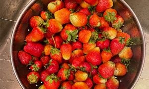 strainer full of strawberries