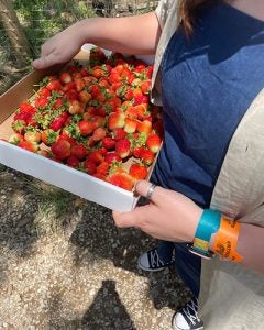 girl holding box of strawberries on her left hip. Shes wearing a blue romper and tan overshirt with a orange and blue watch on her wrist
