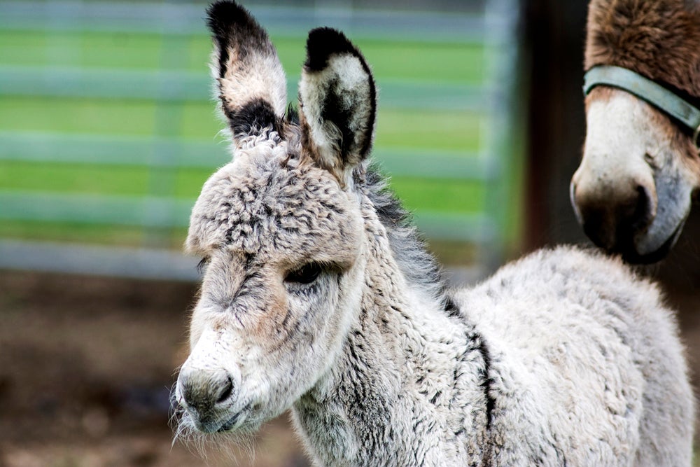 URI’s Peckham Farm surprised by birth  of baby guard donkey