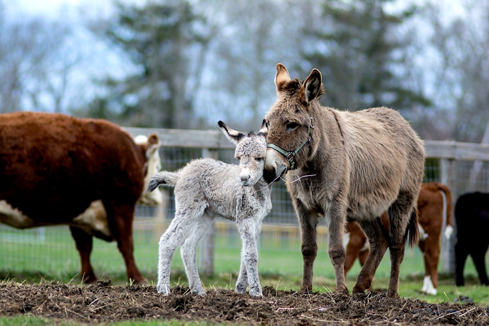 URI’s Peckham Farm surprised by birth  of baby guard donkey