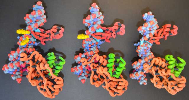 DNA damage repair protein XPC