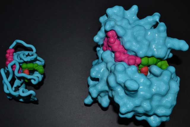3D Dihydrofolate Reductase Methotrexate (Cancer-Drug) Complex