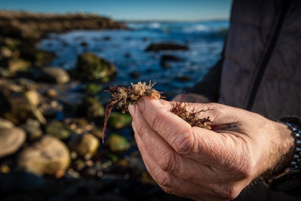 A researcher examines a marine plant