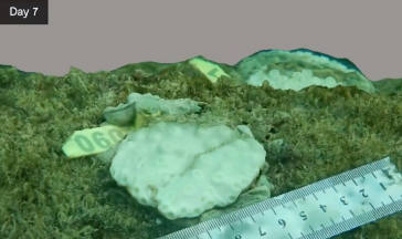 3D model of a reef