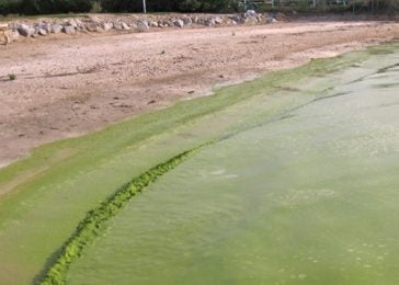 blue-green algae bloom
