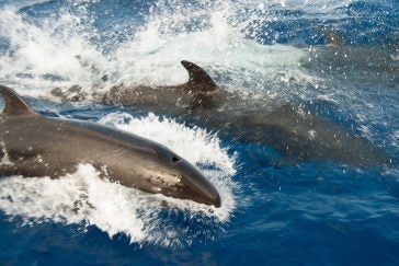 false killer whales